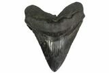 Glossy, Fossil Megalodon Tooth - South Carolina #140724-1